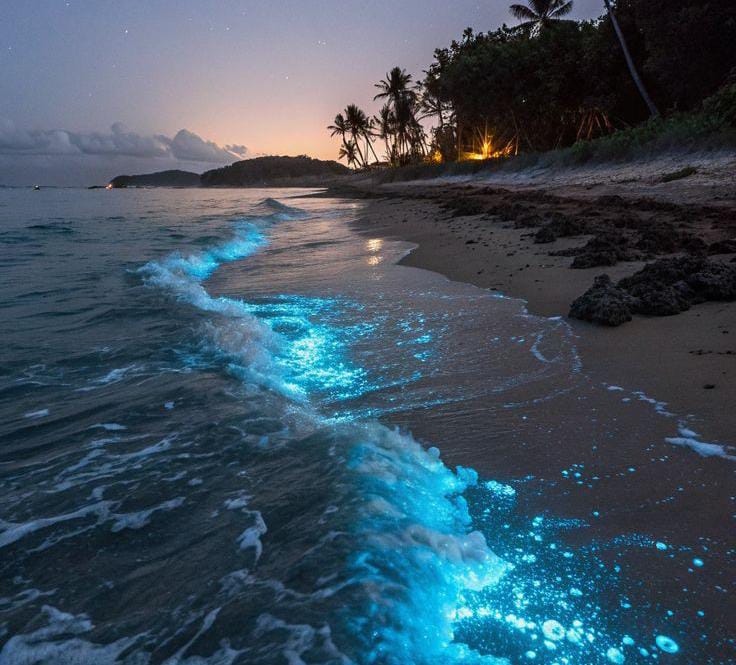 Bioluminescence Ocean